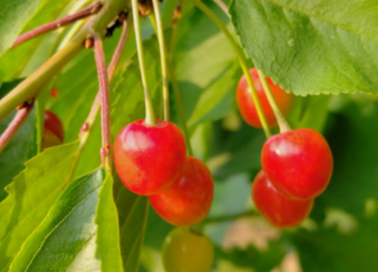 Ripe red cherries hanging in pairs from a sunlit branch